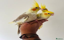Cockatiels birds for sale: Hand reared cockatiels for sale  - Image 4