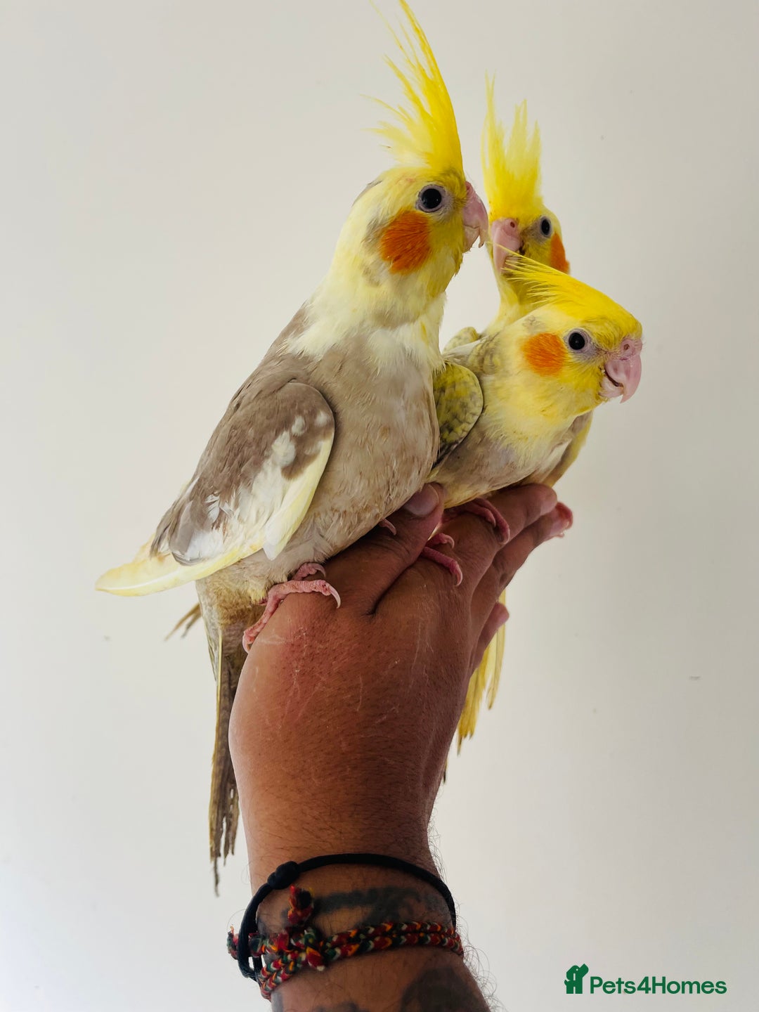 Cockatiels birds for sale: Hand reared cockatiels for sale  - Image 4
