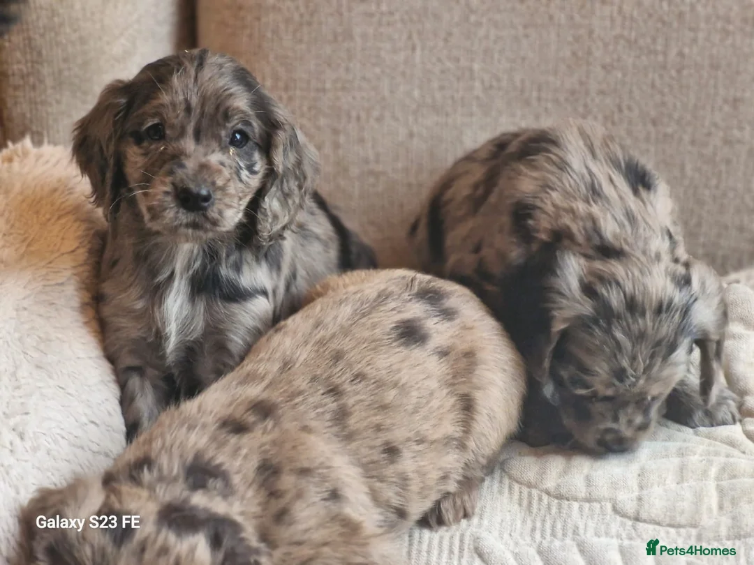 Cocker Spaniel dogs for sale: Mixed litter of Cocker Spaniel puppies  - Advert 29