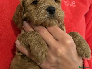 Cockapoo dogs *Adorable**Gold Pups**ready for Love - Advert 4