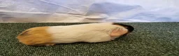 Guinea Pig rodents for sale: Guinea pigs  in Usk - Advert 12