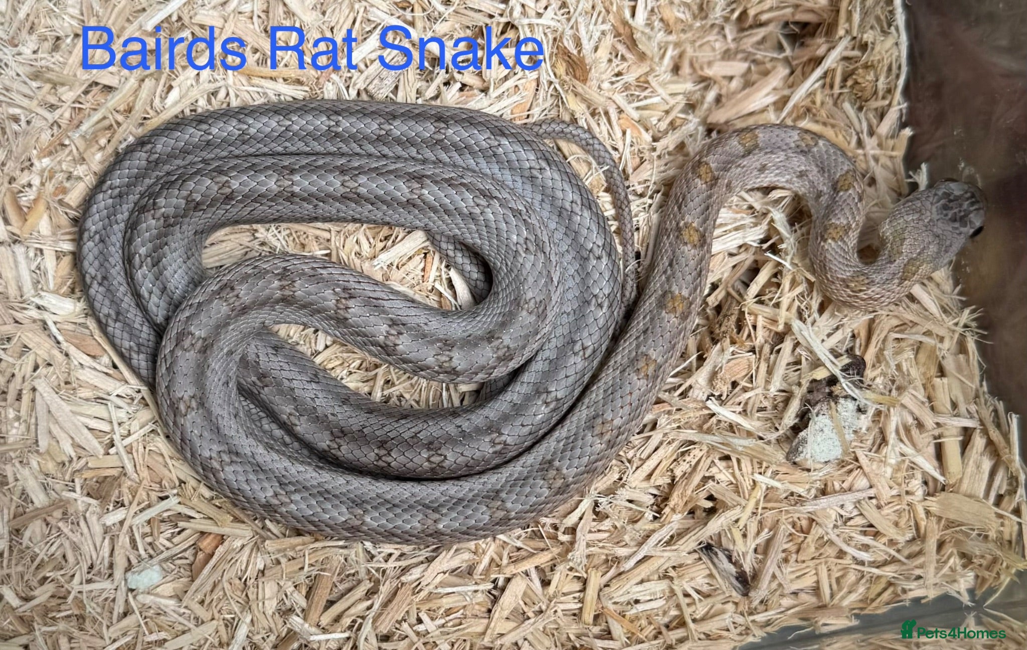 Snake reptiles Mixed Snakes - Advert 1
