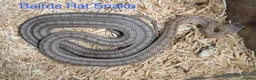 Snake reptiles for sale: Mixed Snakes - Advert 6