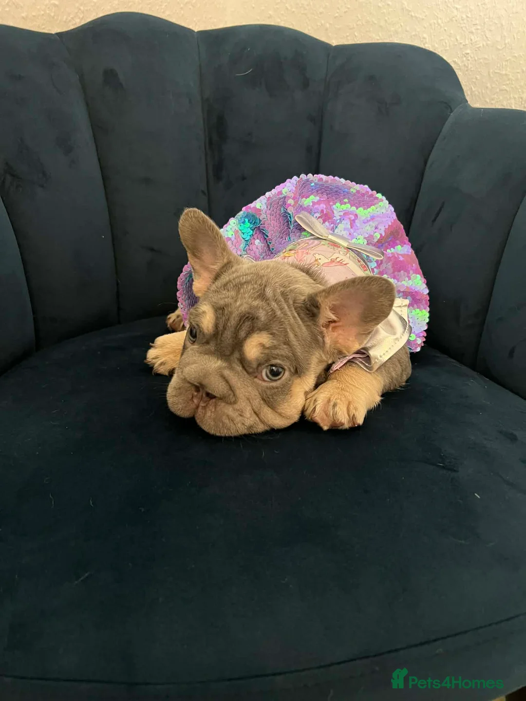 French Bulldog dogs for sale: French Bulldog Blue & Platinum Puppies  - Advert 2