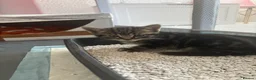 Mixed Breed cats for sale: Gorgeous kittens 🐱  - Advert 2