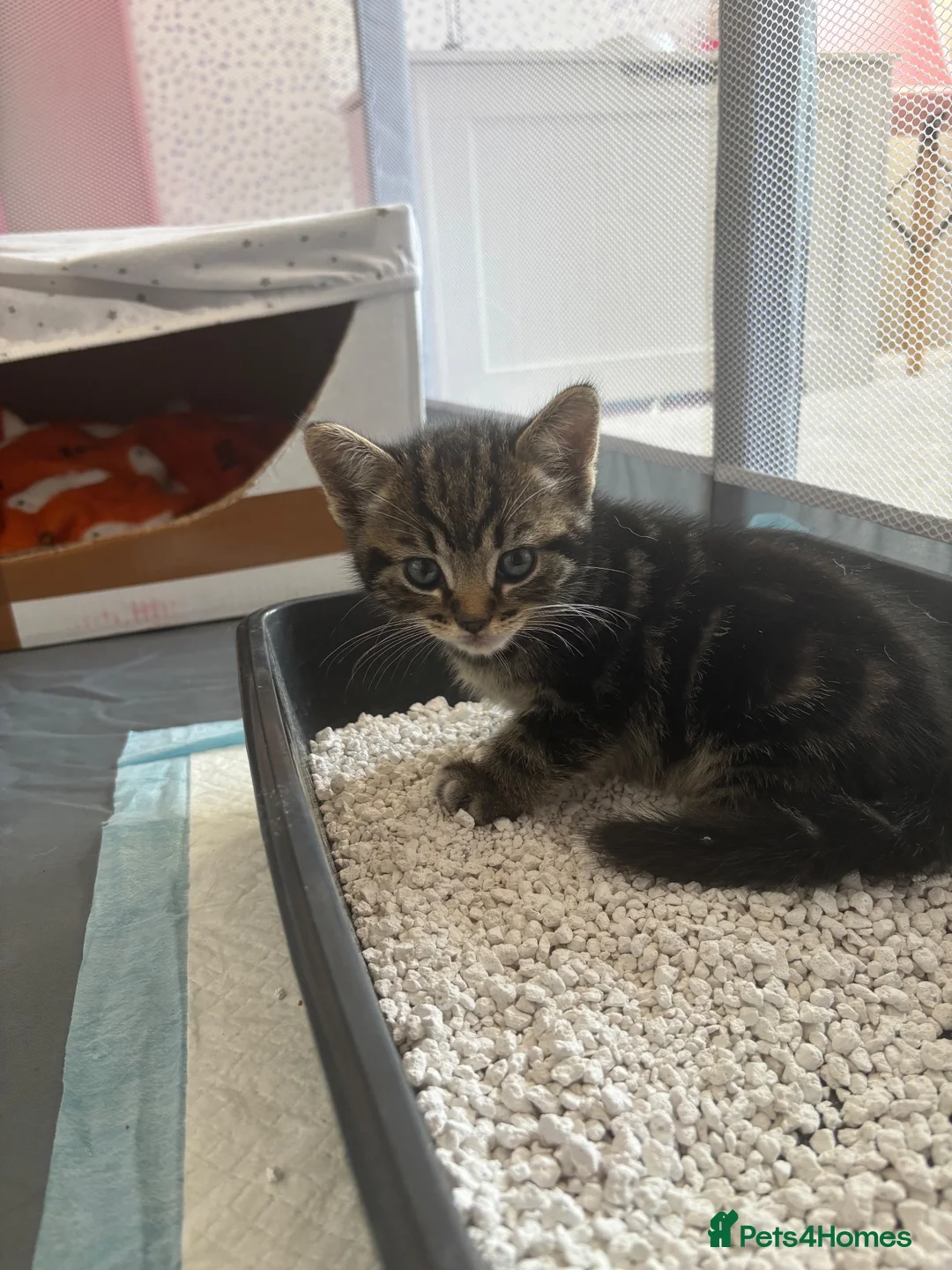 Mixed Breed cats for sale: Gorgeous kittens 🐱  - Advert 2