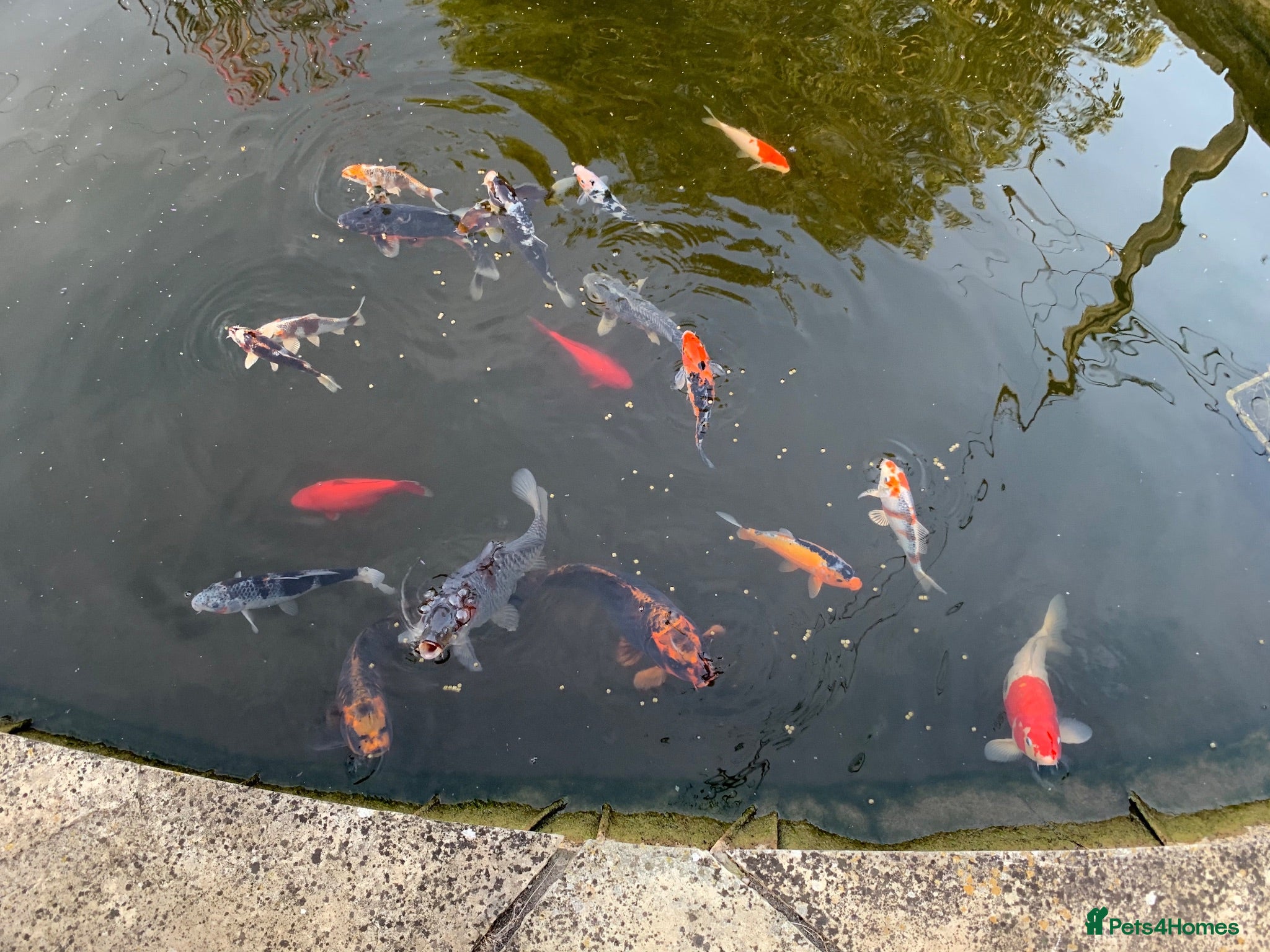 Koi Carp fish Rehoming koi - Advert 3