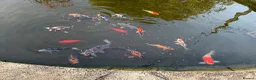 Koi Carp fish for sale: Rehoming koi in Salisbury - Advert 1