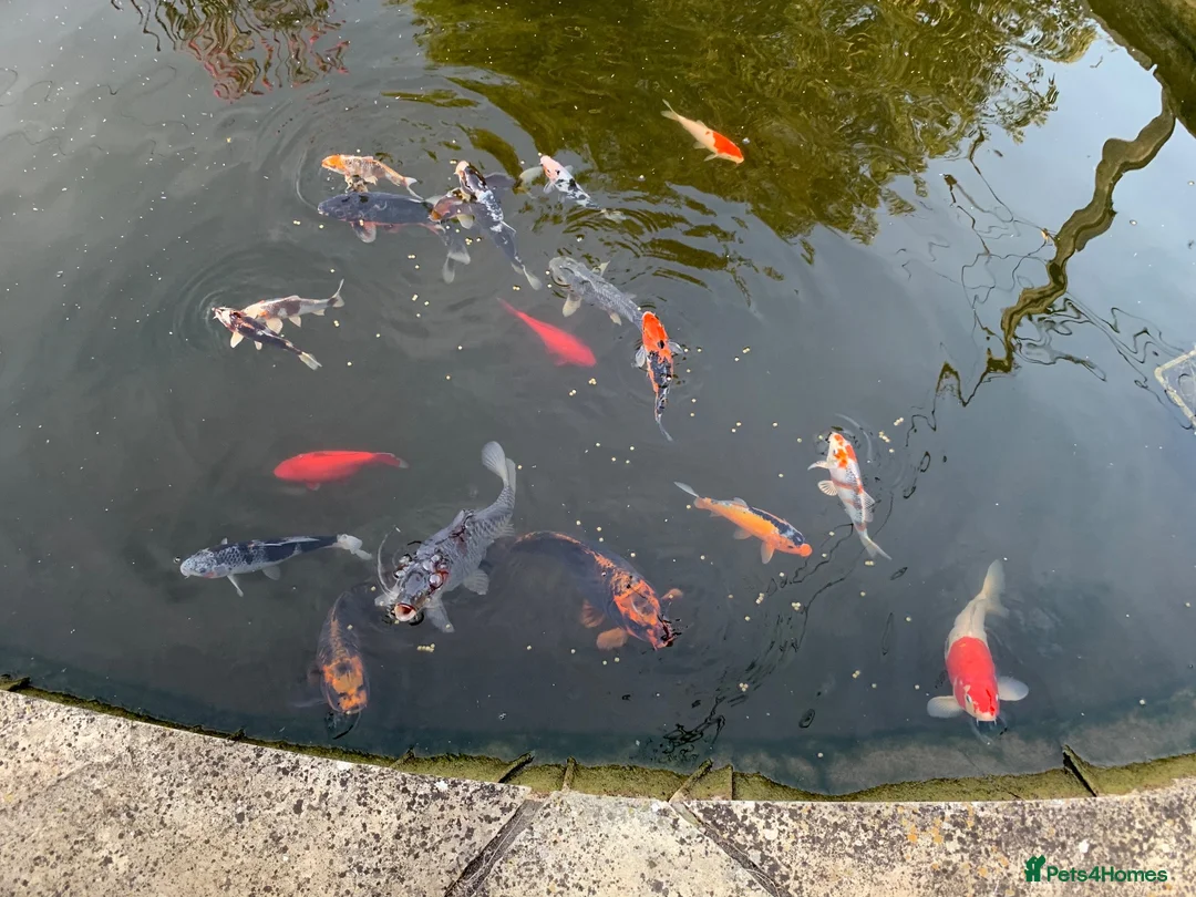 Koi Carp fish for sale: Rehoming koi in Salisbury - Advert 1