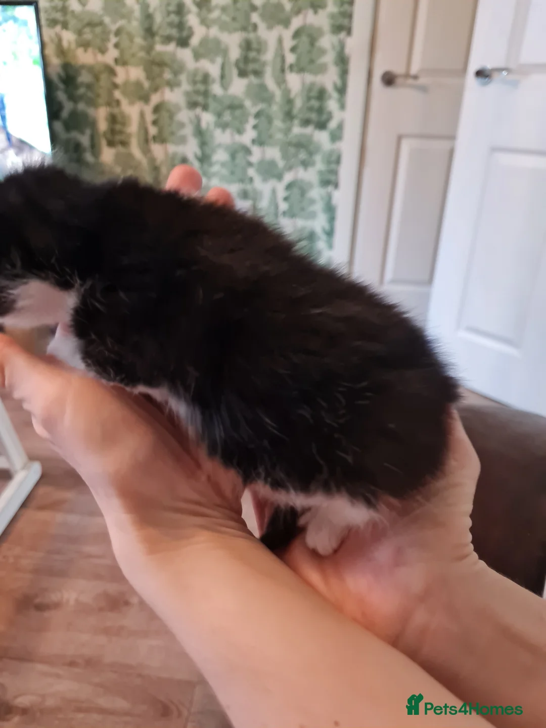 Mixed Breed cats for sale: Fluffy cute chunky kittens! - Advert 14