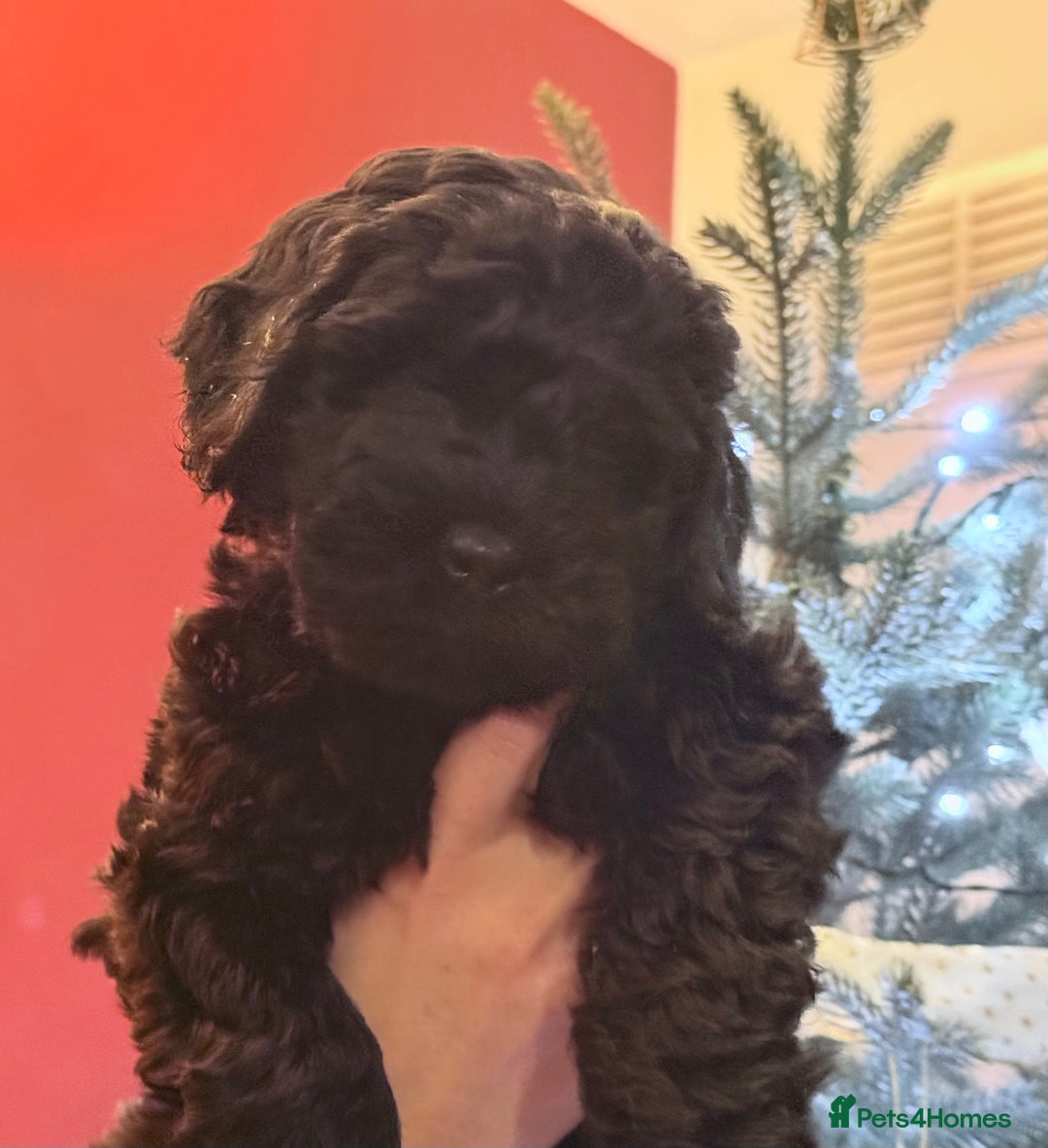 Cockapoo dogs for sale: Cockapoo puppies for sale - Advert 13