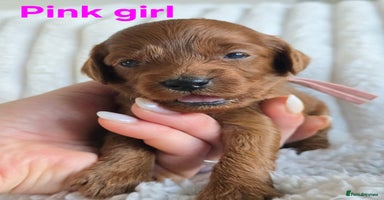 Cavapoo dogs - Advert 5