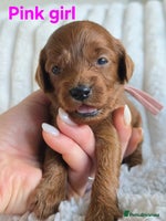 Cavapoo dogs - Advert 5