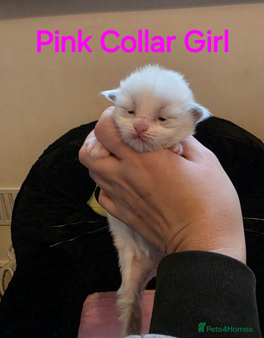 Ragdoll cats for sale: Chunky Ragdoll Kittens - Image 8