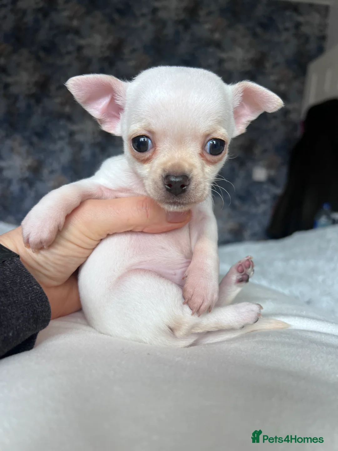 Chihuahua dogs for sale: Short coat chihuahuas available 🐾💓🐶 - Advert 17