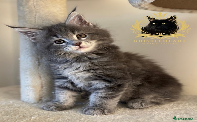 Maine Coon cats - Advert 9