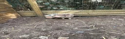 Pig livestock for sale: 2 x piglets aka the Chuckle brothers available  - Advert 3