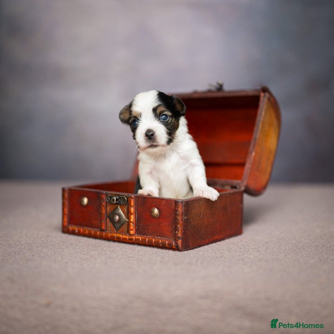 Yorkshire Terrier dogs for sale: Colorful Yorkshire Terrier puppies for sale - Image 6