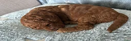 Labradoodle dogs for sale: ⭐ Stunning Red F1BB Labradoodle Puppies  - Advert 26