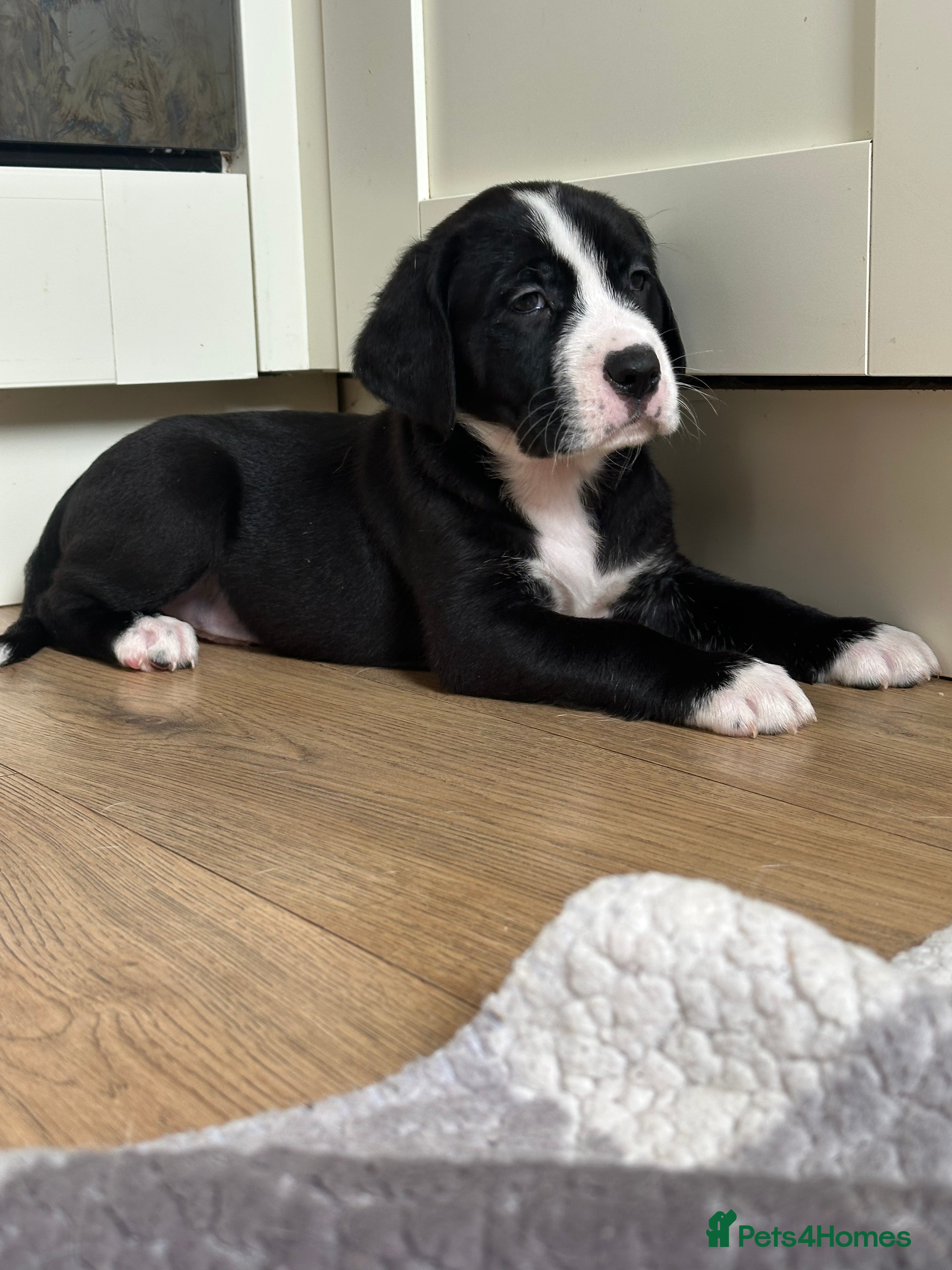 Mixed Breed dogs Lab- Cane Corso Puppies Looking for Loving Homes  - Advert 2