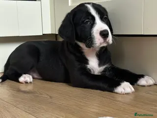 Mixed Breed dogs Lab- Cane Corso Puppies Looking for Loving Homes - Advert 3