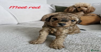 Mixed Breed dogs - Advert 5