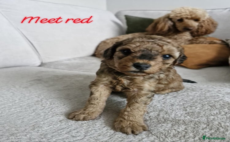 Mixed Breed dogs - Advert 6