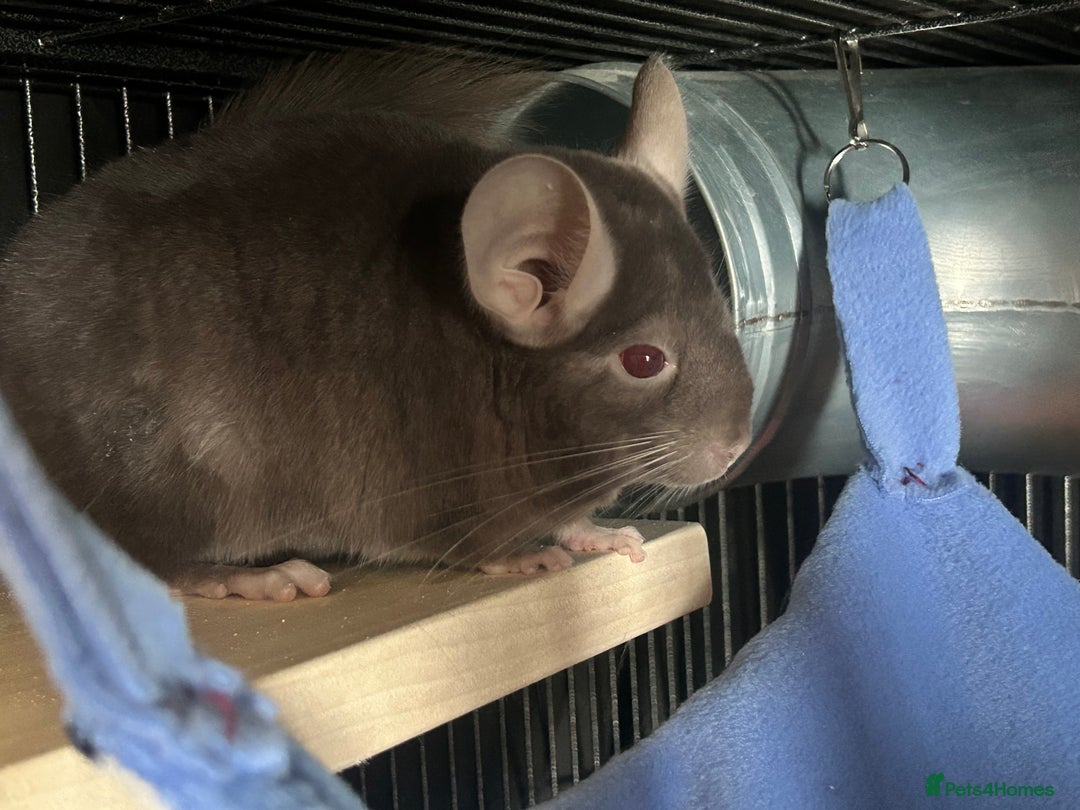 Chinchilla rodents for sale: Female young chinchilla - Advert 3