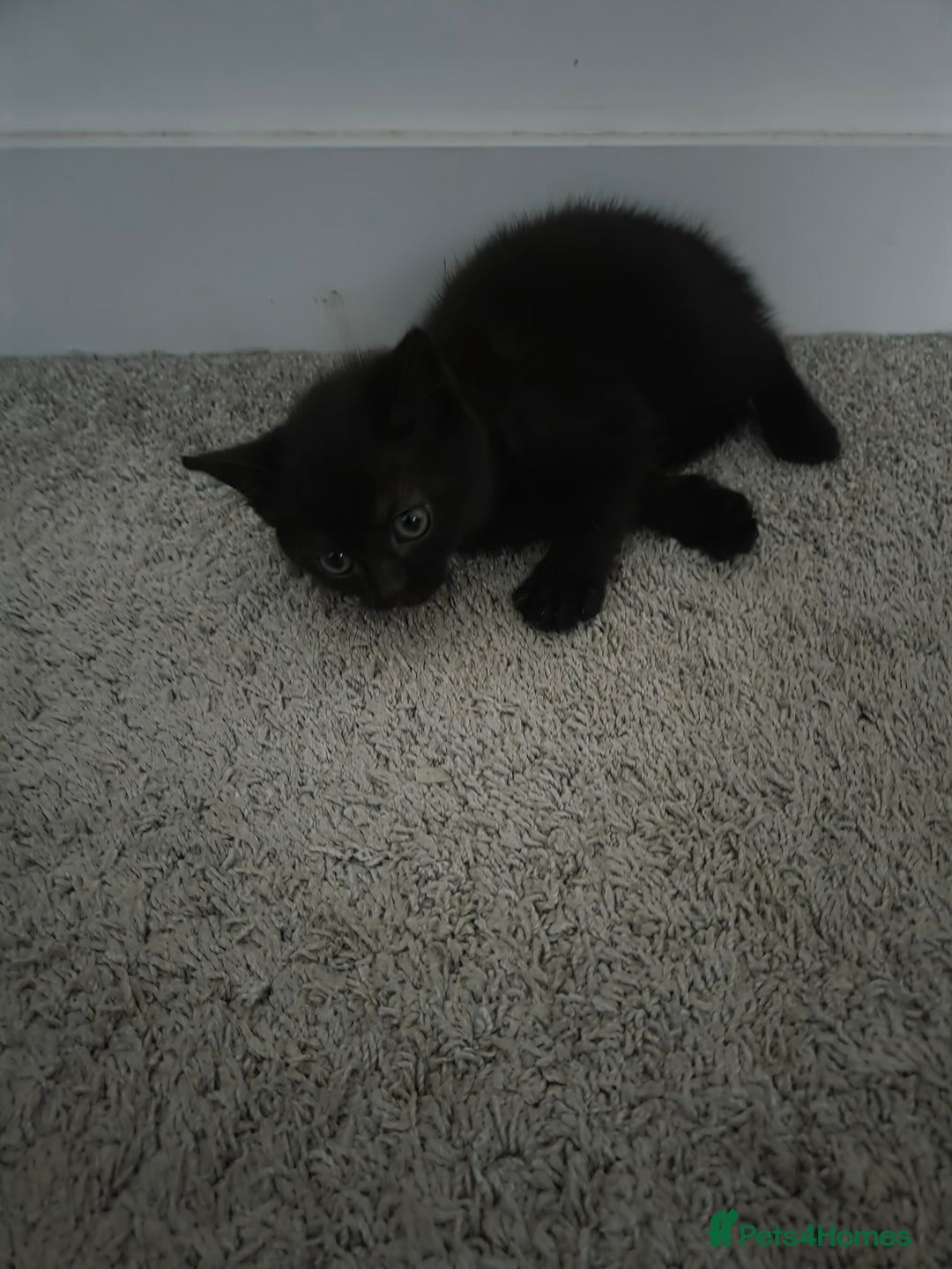 Mixed Breed cats for sale: British shorthair cross - Advert 2