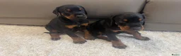 Dobermann dogs for sale:  German Dobermann puppies simply the best - Advert 3