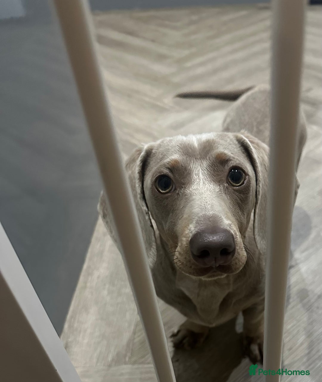 Dachshund dogs for sale: Winston - Image 1