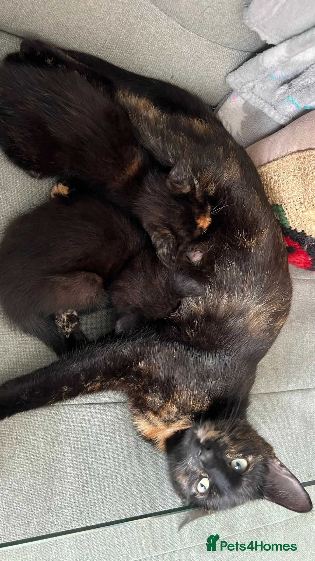 Domestic Shorthair cats for sale: Gorgeous girls  - Advert 2