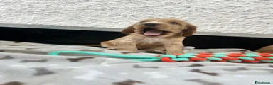 Cocker Spaniel 2
