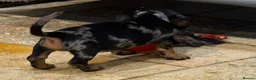 Miniature Dachshund dogs for sale: Miniature Smooth Dachshund puppies  - Advert 4
