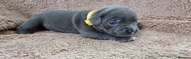 Staffordshire Bull Terrier Puppy 2
