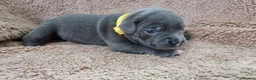 Staffordshire Bull Terrier dogs for sale: Dewellblue - Advert 22