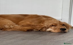 Cocker Spaniel dogs for sale: 7m Cocker Spaniel Puppy - Image 4