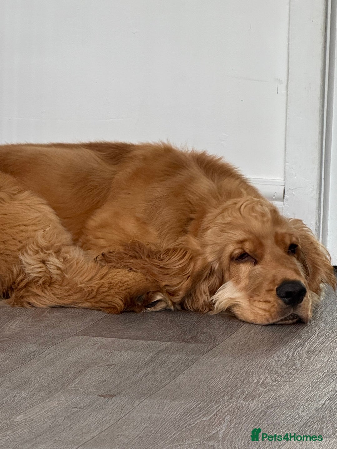 Cocker Spaniel dogs for sale: 7m Cocker Spaniel Puppy - Image 4