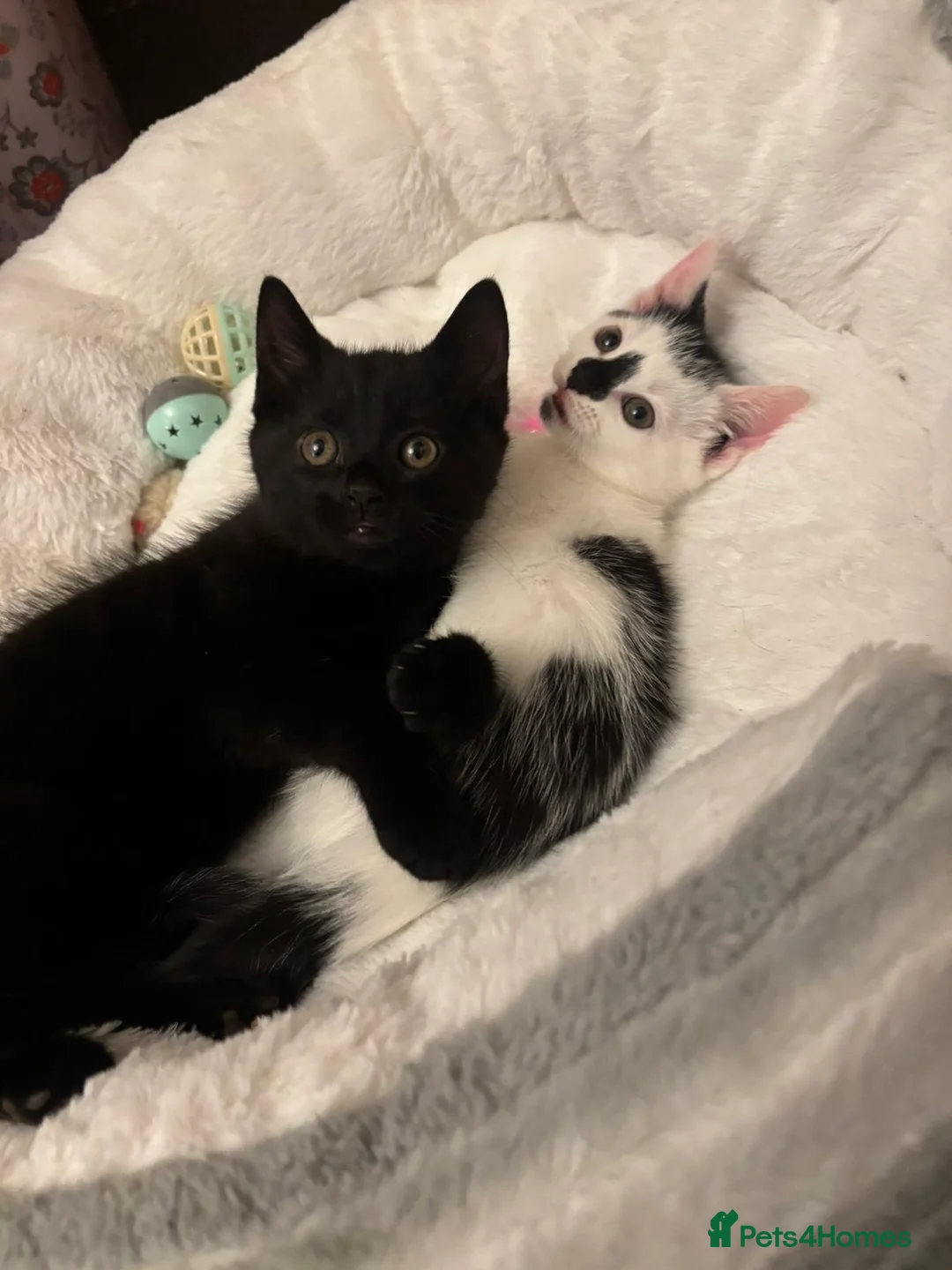 Mixed Breed cats for sale: Beautiful kittens ready to be sold together - Advert 3