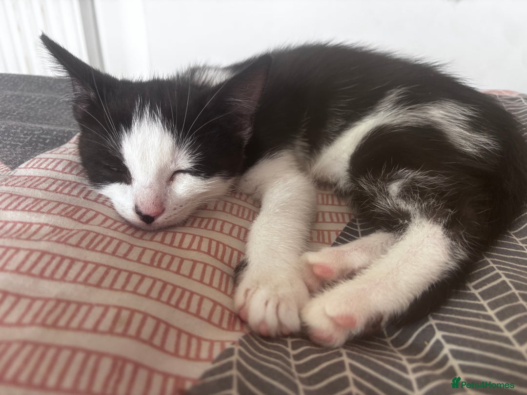 Mixed Breed cats for sale: 2 lovely girl kittens - Image 10