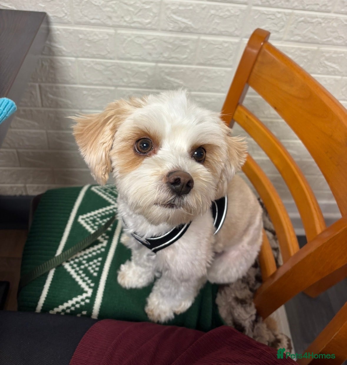 Biewer Terrier dogs Gold dust biewer/yorkie for stud (health tested) in Weymouth - Advert 4