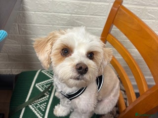 Biewer Terrier dogs Gold dust biewer/yorkie for stud (health tested) in Weymouth - Advert 4