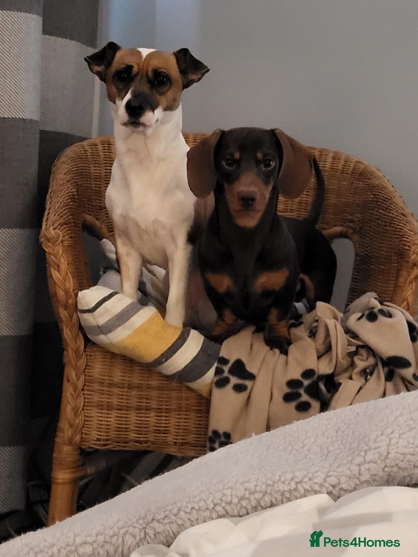 Jackshund dogs Jackhound - Advert 1