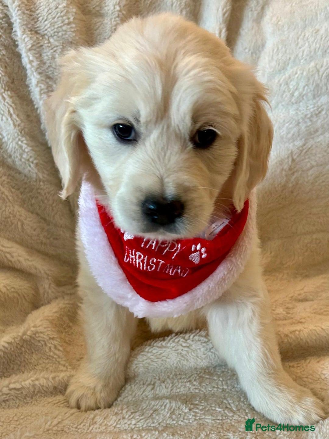 Golden Retriever dogs for sale: Chunky, cream pups - Advert 16