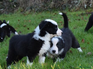 Border Collie dogs PEDIGREE BORDER COLLIE PUPPIES ISDS KC SHEEPDOG - Advert 1