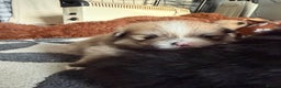 Pomeranian dogs for sale: EXTRA SMALL POMERANIAN PUPPIES  - Advert 23