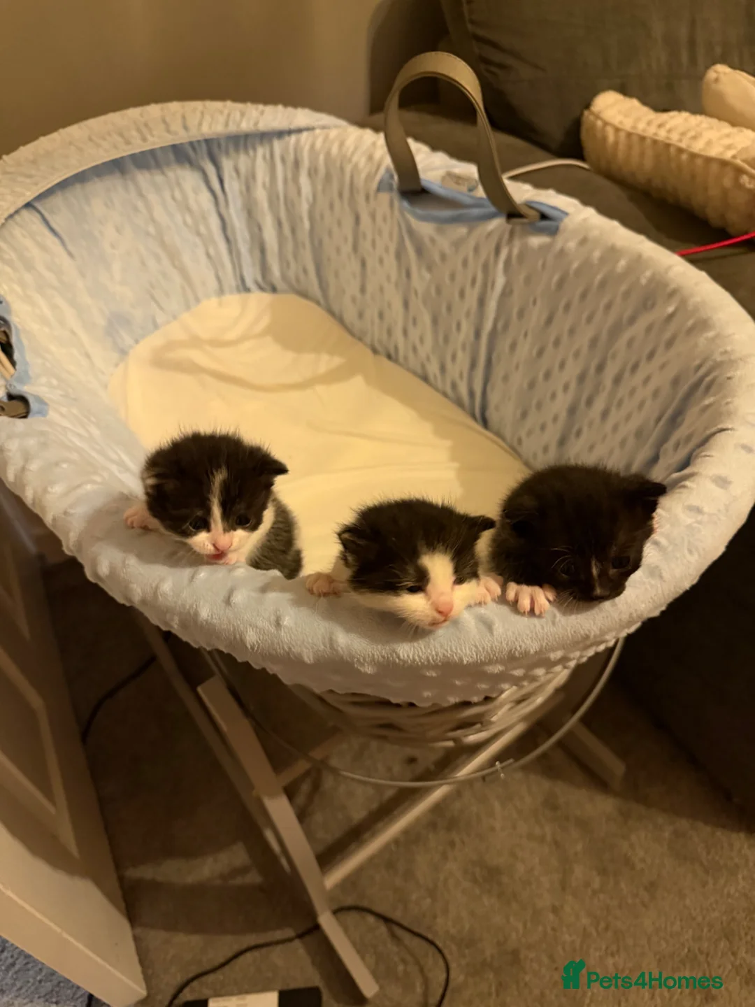Domestic Shorthair cats for sale: Kittens for sale - Advert 5