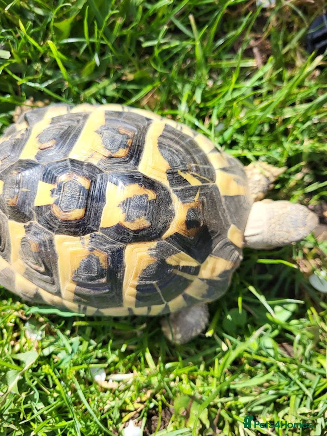 Tortoise reptiles for sale: Hermann Tortoise for Sale in Middlesbrough - Advert 13