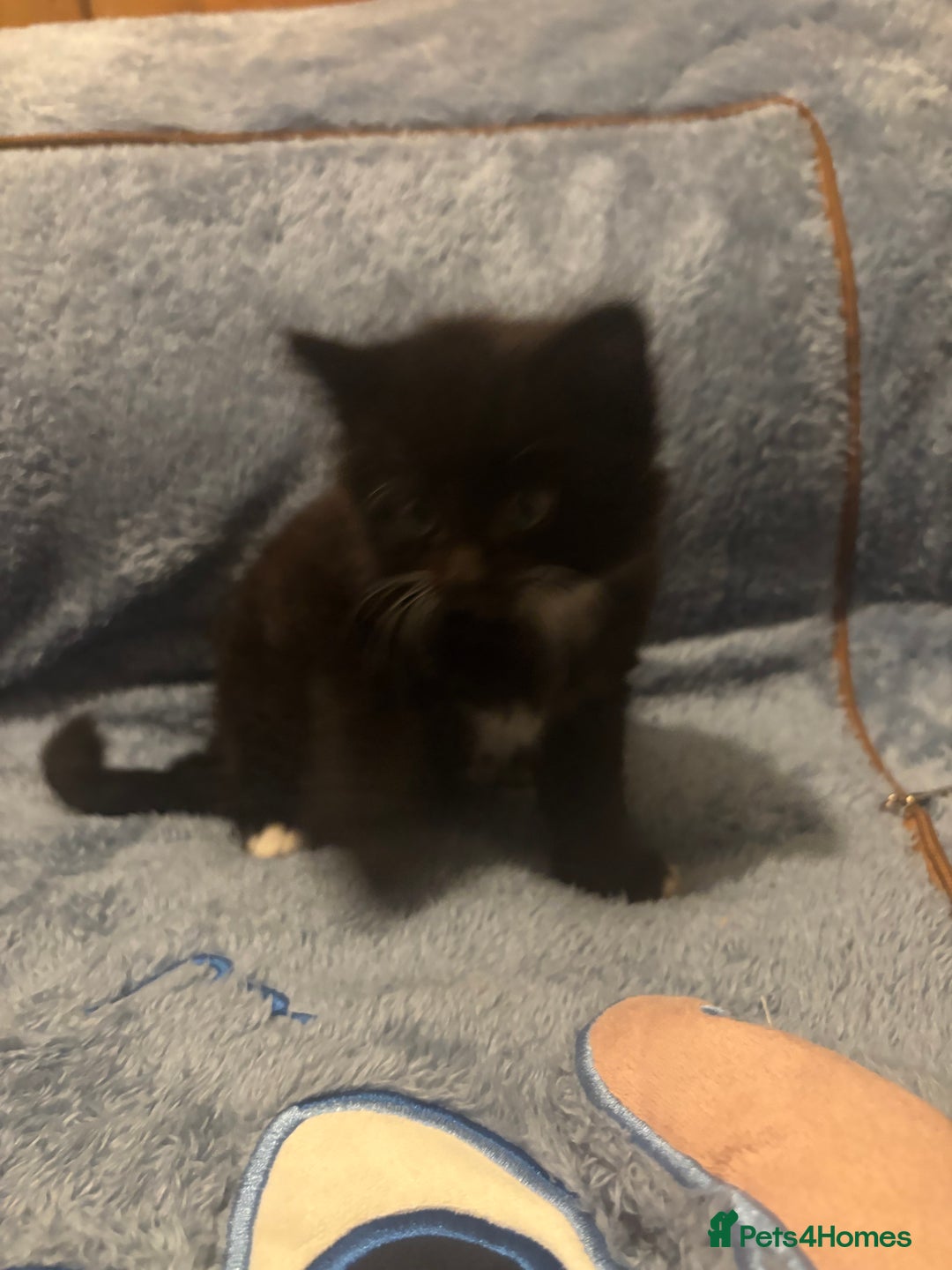 Mixed Breed cats for sale: 7 beautiful British short hair cross  - Advert 4