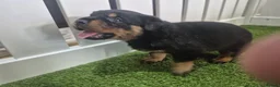 Rottweiler dogs for sale: Adorable, Confident, Chunky KC Rottie Pups  - Advert 5